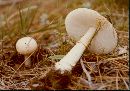 Amanita pantherina var. multisquamosa image