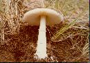 Amanita pantherina var. multisquamosa image