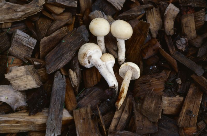 Agrocybe molesta image