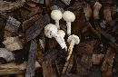 Image of Agrocybe molesta