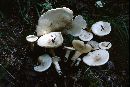 Clitocybe robusta image