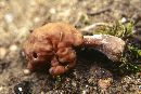 Gyromitra infula image