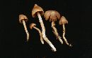 Cortinarius acutus image