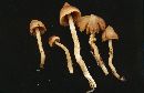 Cortinarius acutus image