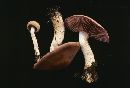 Cortinarius caninus image