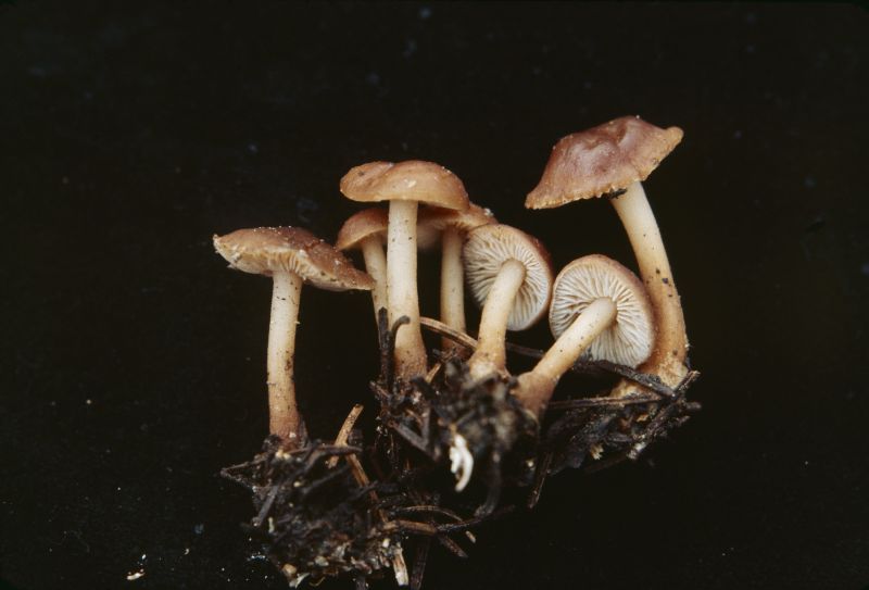 Suillaceae image