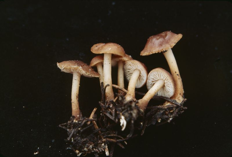 Gymnopus sublatericius image