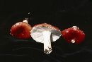 Russula emetica image