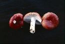 Russula emetica image