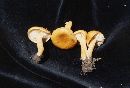 Lactarius aurantiacus image