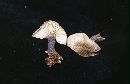 Entoloma placidum image