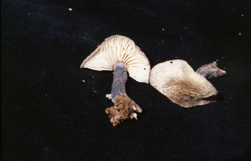 Entoloma placidum image