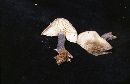 Entoloma placidum image