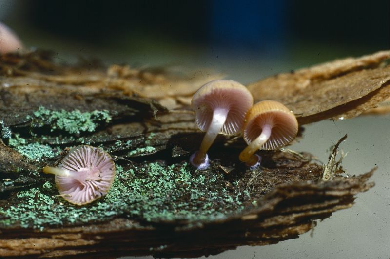 Chromosera lilacifolia image