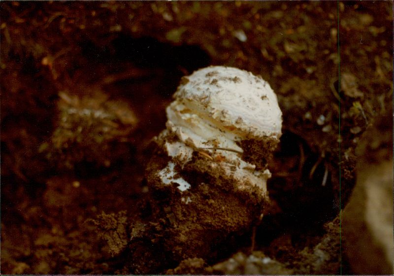 Amanita muscaria var. flavivolvata image