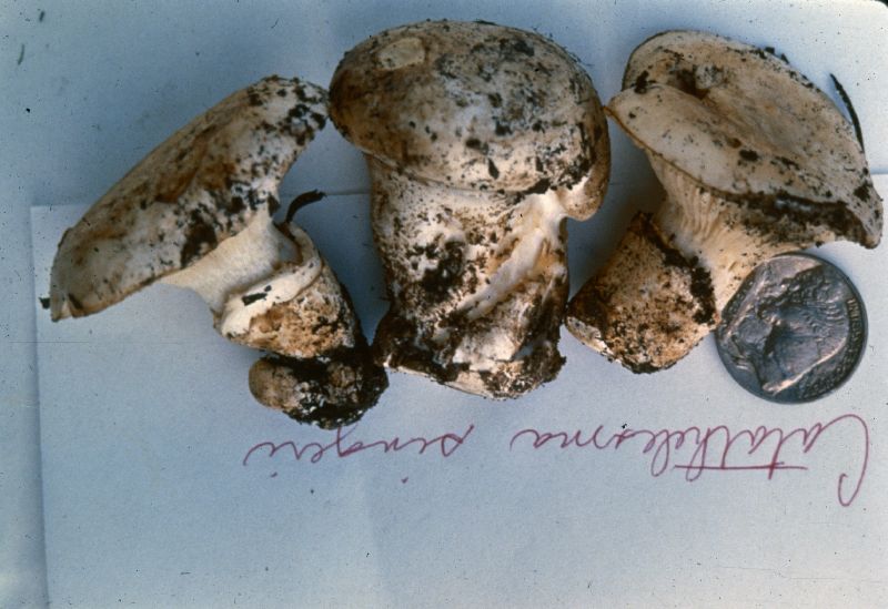 Catathelasma singeri image