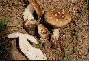 Amanita pantherina var. pantherina image