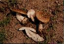 Amanita pantherina var. pantherina image