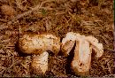 Agaricus amicosus image