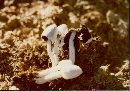 Coprinopsis nivea image