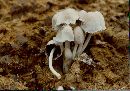 Coprinopsis nivea image