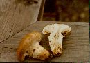 Tricholoma zelleri image