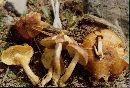 Tricholomopsis rutilans image
