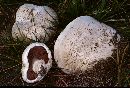 Agaricus bernardii image