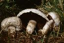 Agaricus bernardii image