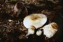 Agaricus bernardii image