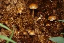 Psilocybe coprophila image