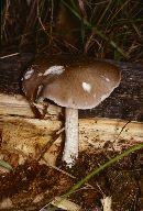 Pluteus cervinus image