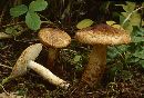 Tricholoma vaccinum image