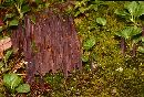 Alloclavaria purpurea image
