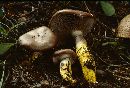 Gomphidius subroseus image