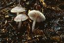 Mycena pura image