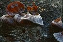 Auricularia auricula-judae image