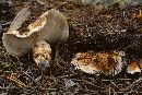 Image of Tricholoma zelleri