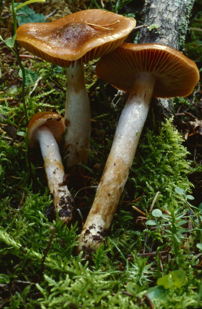 Cortinarius collinitus image