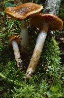 Image of Cortinarius muscigenus