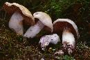 Cortinarius camphoratus image