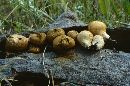 Lycoperdon pyriforme image