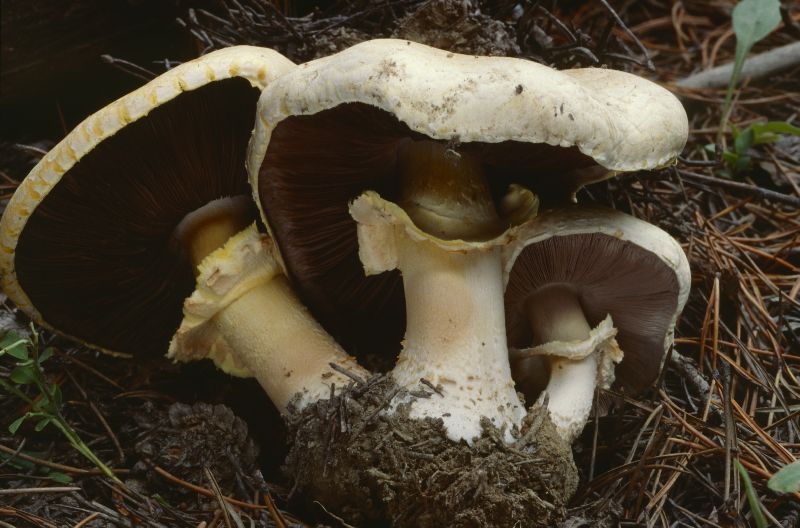 Agaricus albolutescens image