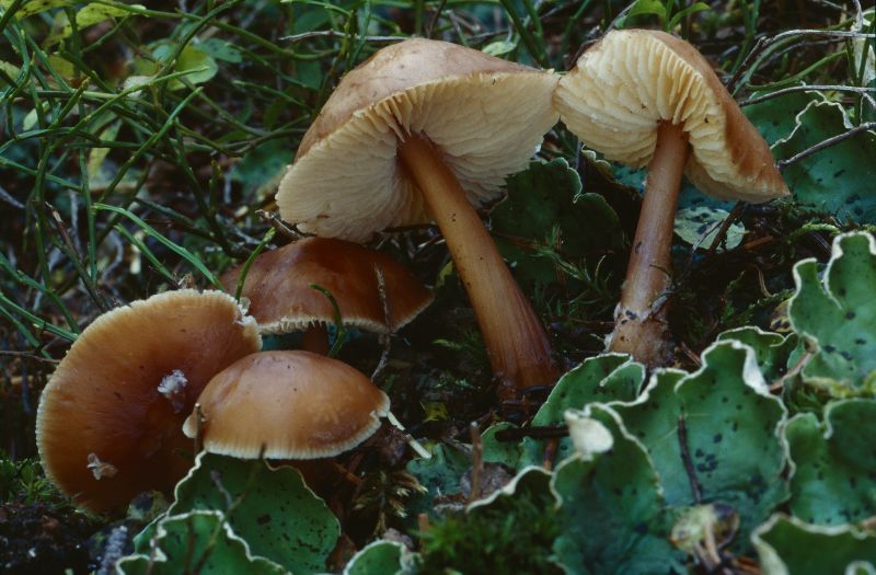 Rhodocollybia butyracea image