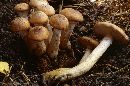 Armillaria ostoyae image