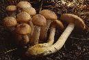 Armillaria ostoyae image