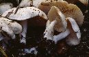 Clitocybe dilatata image