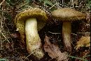 Boletus chrysenteron image