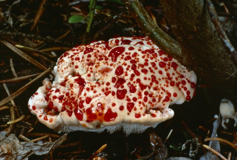 Hydnellum peckii image