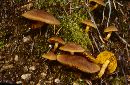 Cortinarius croceus image